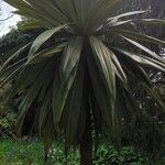 Cordyline indivisa পাতা