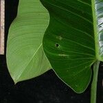 Philodendron davidsonii Yaprak