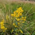 Solidago virgaurea Λουλούδι