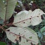 Otoba novogranatensis Leaf