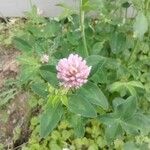 Trifolium pratenseFlower