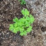 Geranium bicknellii Liść