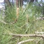 Pinus pinaster Blomst