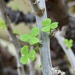 Oxalis virgosa Hoja