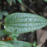 Smilax domingensis Feuille