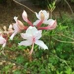 Rhododendron periclymenoides Blomst