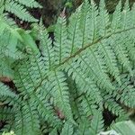 Polystichum makinoi Leaf