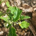 Solanum aculeastrum ഇല