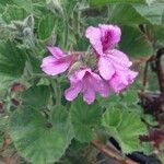 Pelargonium cucullatum Blomst