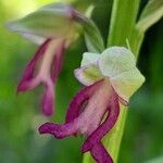 Orchis × spuria ফুল