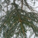 Picea rubens叶