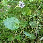 Viola palustris 形态