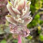 Castilleja parviflora Virág