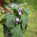 Lamium hybridum Ліст