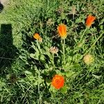 Calendula officinalisFlower