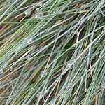 Festuca glauca Feuille