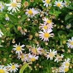 Aster ageratoides Flors