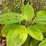 Miconia elata 葉