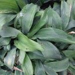 Aspidistra elatior List