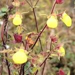 Calceolaria tripartita Frukto