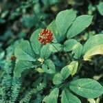 Panax quinquefolius Habitus