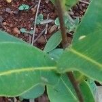 Erythroxylum citrifolium Leaf