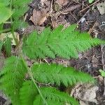 Botrychium virginianum Leaf