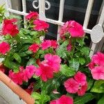 Impatiens walleriana花