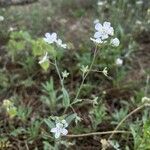 Iberodes linifolia Õis