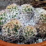 Coryphantha pseudechinus Habit