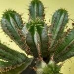 Euphorbia polygona Blad