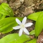 Clintonia uniflora Flor