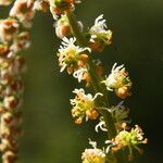 Sesamoides purpurascens Flower