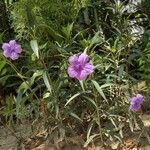 Ruellia simplexЦвят