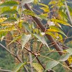 Toxicodendron succedaneum Levél