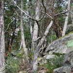 Quercus garryana Hábito