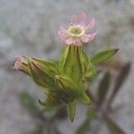 Silene apetala Flower