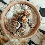 Lithops karasmontana Leaf