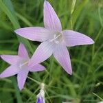 Campanula patula Flower