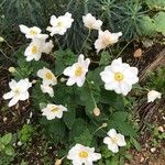 Anemone hupehensis Blüte