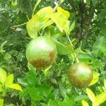 Citrus × aurantium Fruitua
