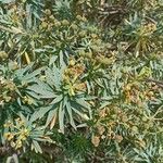 Euphorbia piscatoria Hoja