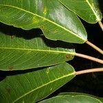 Sapium pachystachys Leaf