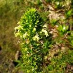 Lobelia stricta Çiçek