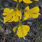 Spartium junceum Λουλούδι