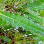 Cirsium dissectum Foglia