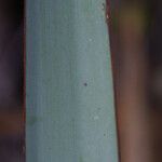 Yucca madrensis Leaf