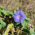 Ipomoea indica Кветка