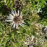 Carlina acaulisBlomst