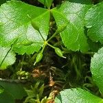 Coptis trifolia Fruto